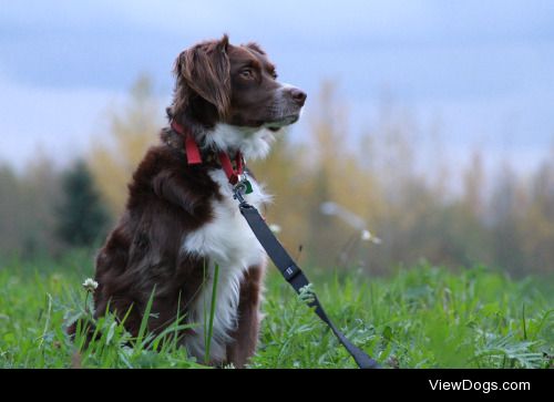 This is Blaze! We think he is a Springer Spaniel-Border Collie…