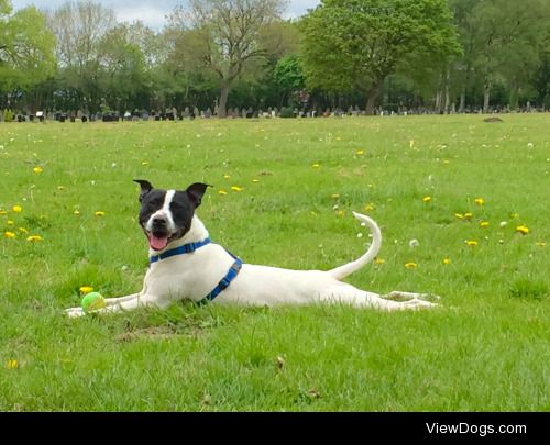 This is Buster. He’s a Staffordshire Bull Terrier X…