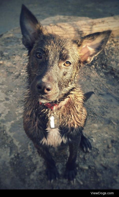 Hildi, my Dutch shepherd is going to be 1 in 2 weeks but she…