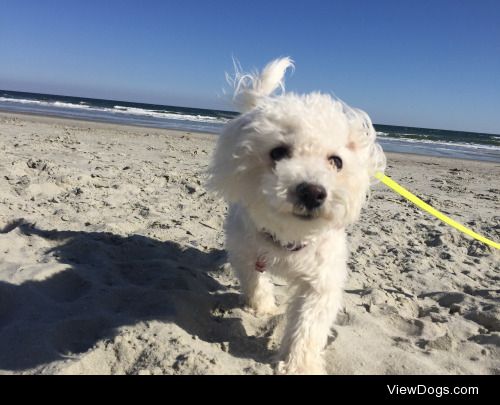 At 6 months old, Lily enjoyed her first ever beach trip by…