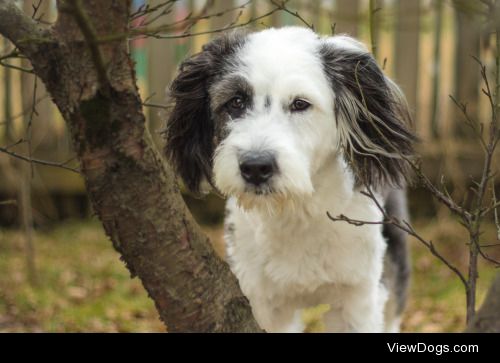 This is Lotta, a one year old border collie/old english sheepdog…