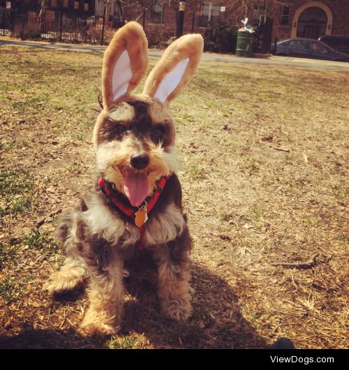 Shredder on a warm Easter Day in Brooklyn. Follow him on his…