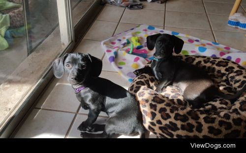 My babies!  Brock and Logan, 4 month old dachshund mix brothers,…