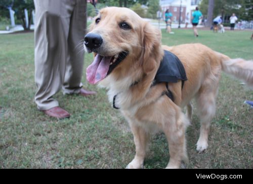 SILER is an Assistance Dog for a Marine with PTS. He was the…