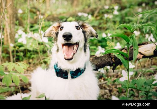 Chekov the borzoi

Uou can follow him and his greyhound brother…