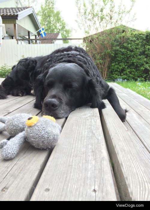 My pretty golden retriever/springer spaniel, Solid, 8 years old