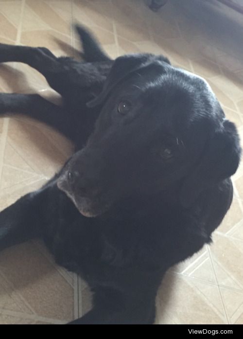 this is cadence, my beautiful black lab! she’s getting…