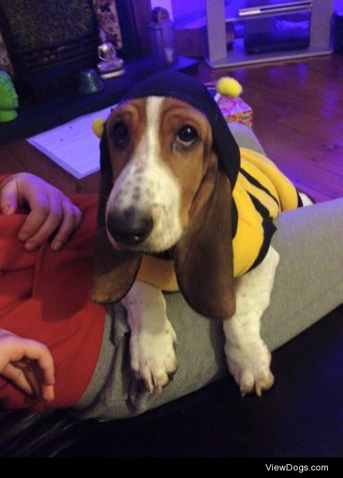 This is Bumble Bee the Basset Hound dressed appropriately….