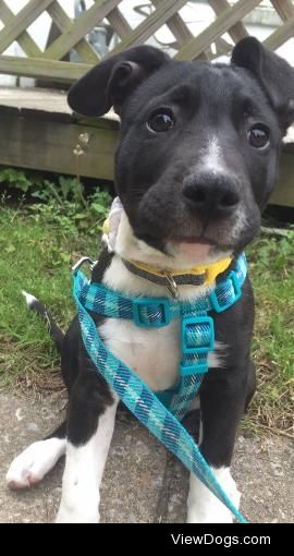 This is Theo (3 ½ mos) and she’s learning how to use a harness.