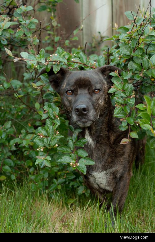 naturaldog:

soft gremlin emerges from the bush to tell you and…