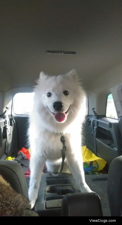 This is Laika. She’s a small (fun-sized) Samoyed and she…