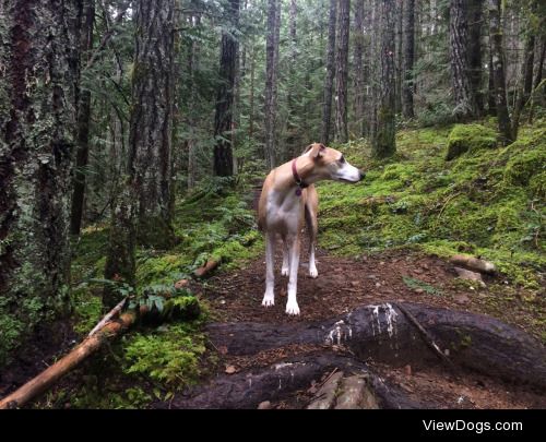 This is Casey! He’s my 4 year old whippet. – @exitingempires