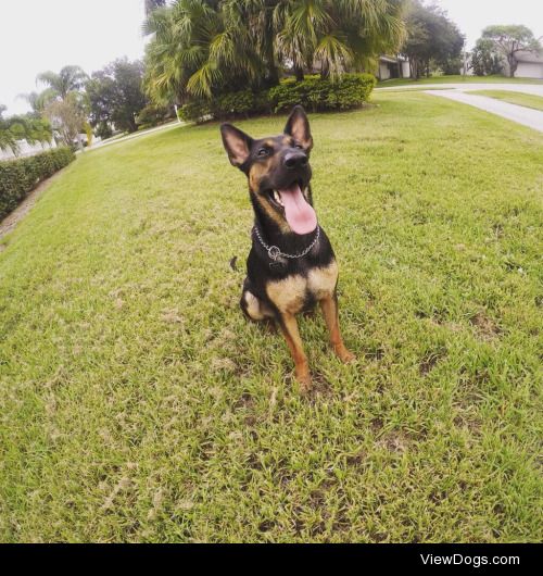 Mika 1 years old German Shepard/Rottweiler