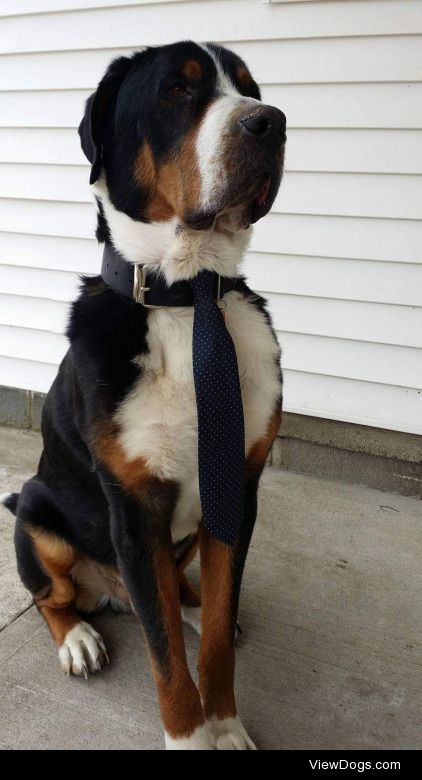 This is Dallas, he is a purebred Greater Swiss Mountain Dog who…