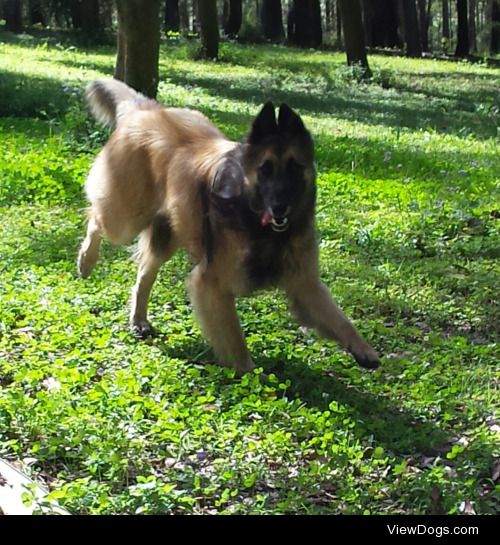 This is Robbie the Belgium  shepherd.