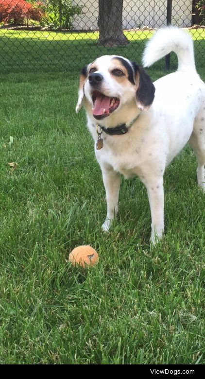 Daydreaming about tennis balls and snacks is what my four-legged…