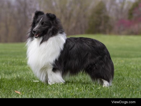 realitytokeep
 replied to your photo “these two are my heart dogs. on the left is Soap, my Sheltie…