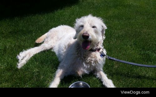 Boomer,  my 12 year old Labradoodle.