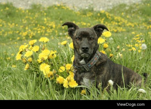 this is Sally with some dandelions! shes the best