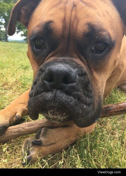 Bruno :) a boxer from Maryville, Tennessee