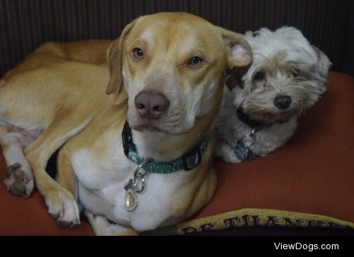 My skinny lab/pit mix Charlie and my yorkiepoo Bailey love to…