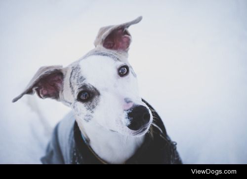 Tobias Targosz | My little friend playing in the snow